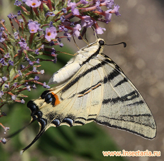 Подалирий (Iphiclides podalirius)